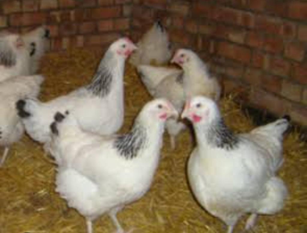 jonge sussex legkippen, Dieren en Toebehoren, Kip