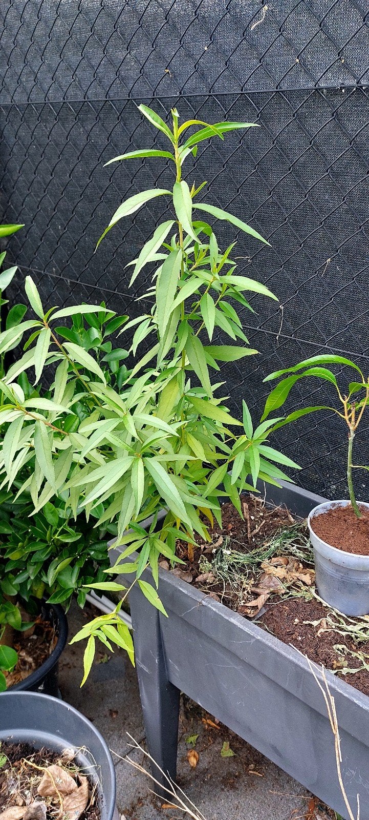 Nectarine zaailing, Tuin en Terras, Ophalen