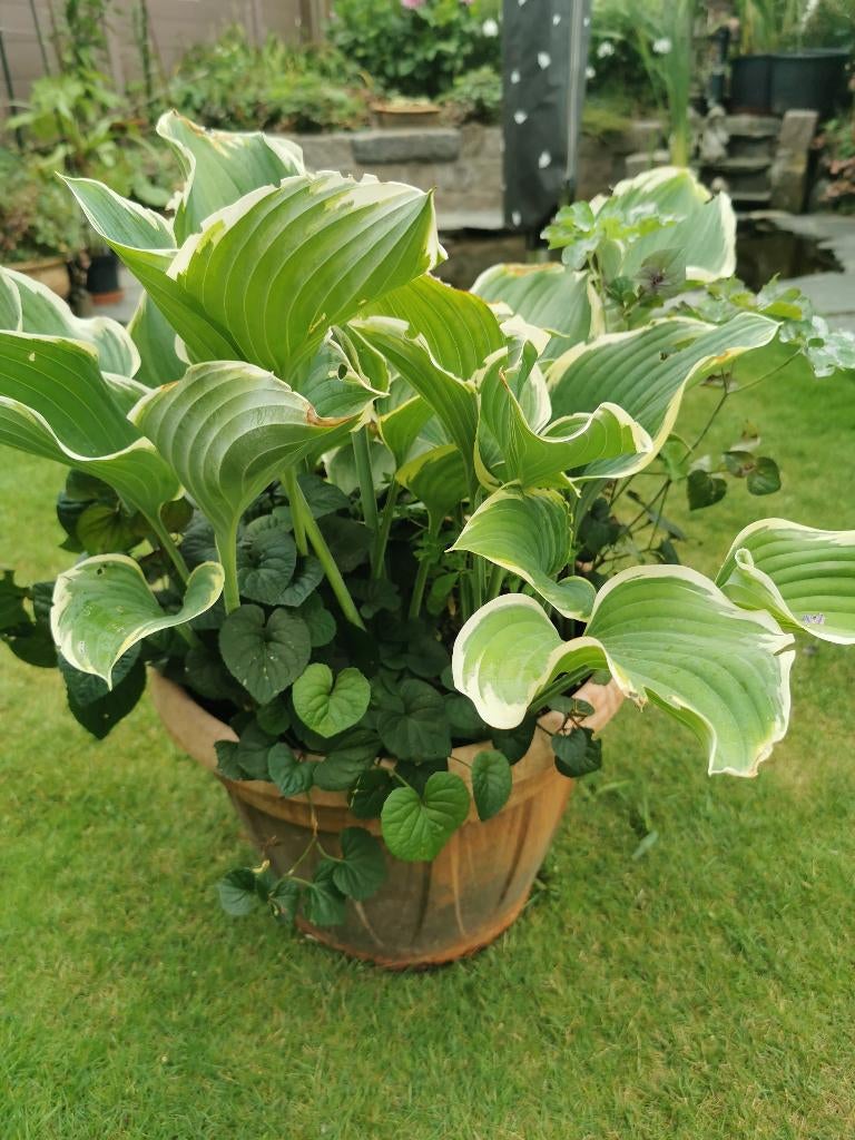 Hosta Wide Brim, Vaste plant, Halfschaduw, Zomer, Ophalen