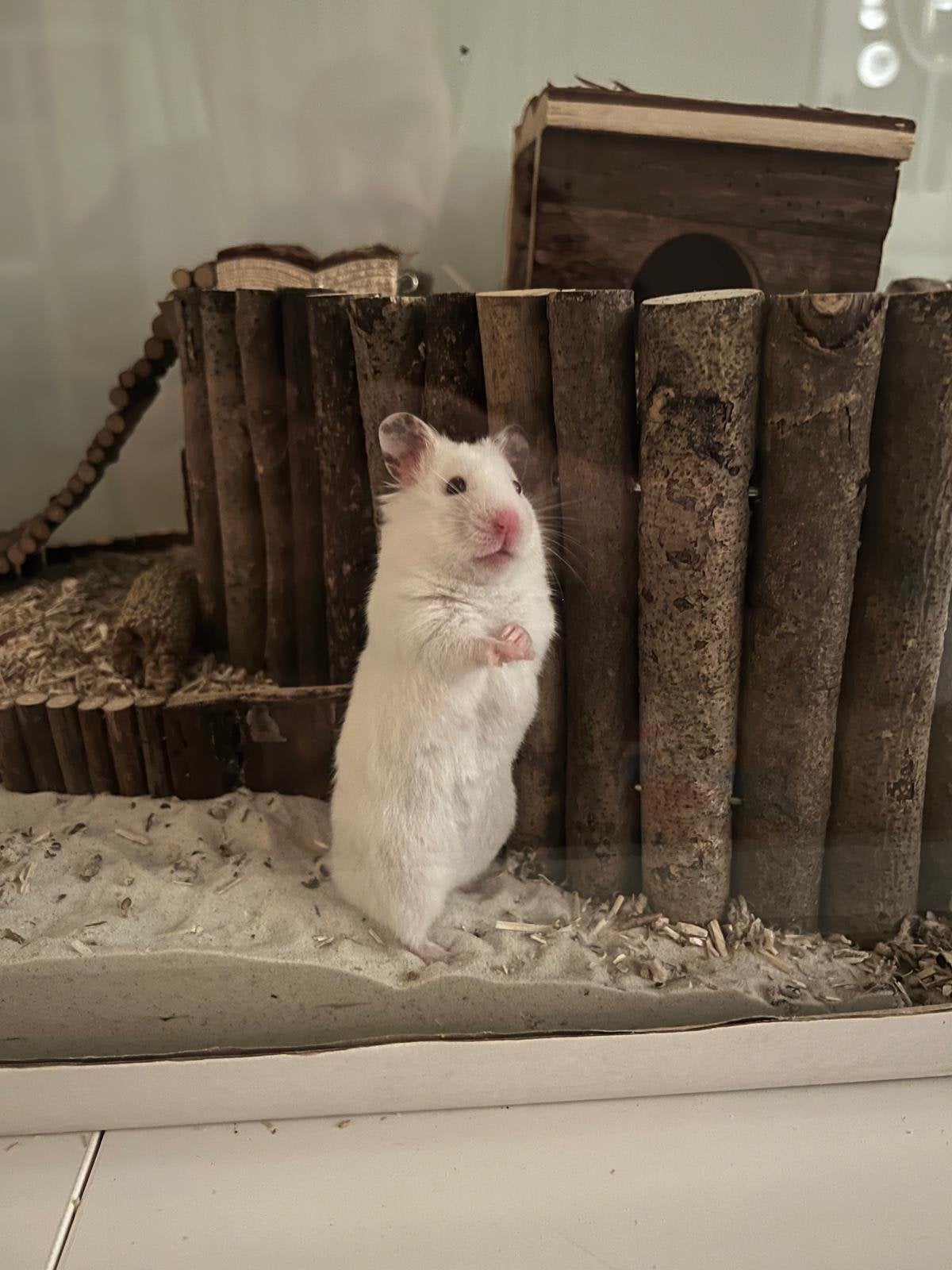 Gratis goudhamster plus alles wat in kot zit, Hamster, Geslacht onbekend, Januari, Tam