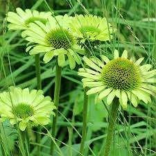 Echinacea Green Jewel, Tuin en Terras, Ophalen