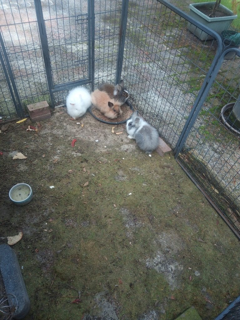 Konijnen, Dieren en Toebehoren, 0 tot 2 jaar
