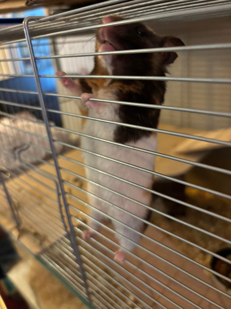 Goudhamster tri color vrouwelijk 6,5 maandjes , tam, Dieren en Toebehoren, Knaagdieren, Hamster, Vrouwelijk, Januari, Tam