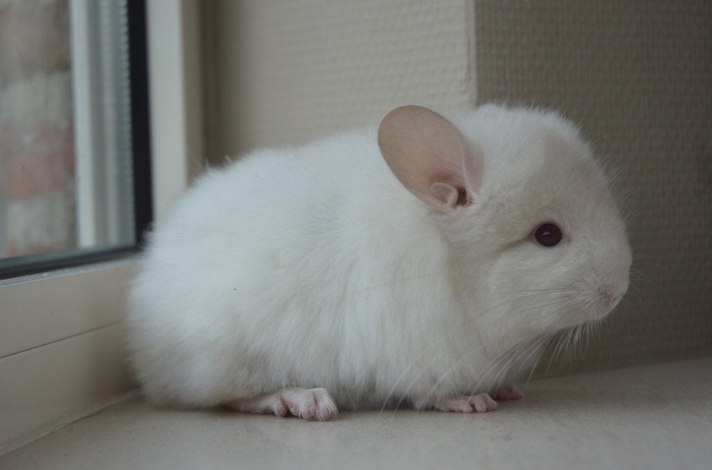 chinchilla Angora bokjes, Animaux & Accessoires, Rongeurs, Mâle, Chinchilla, Avril, Domestique