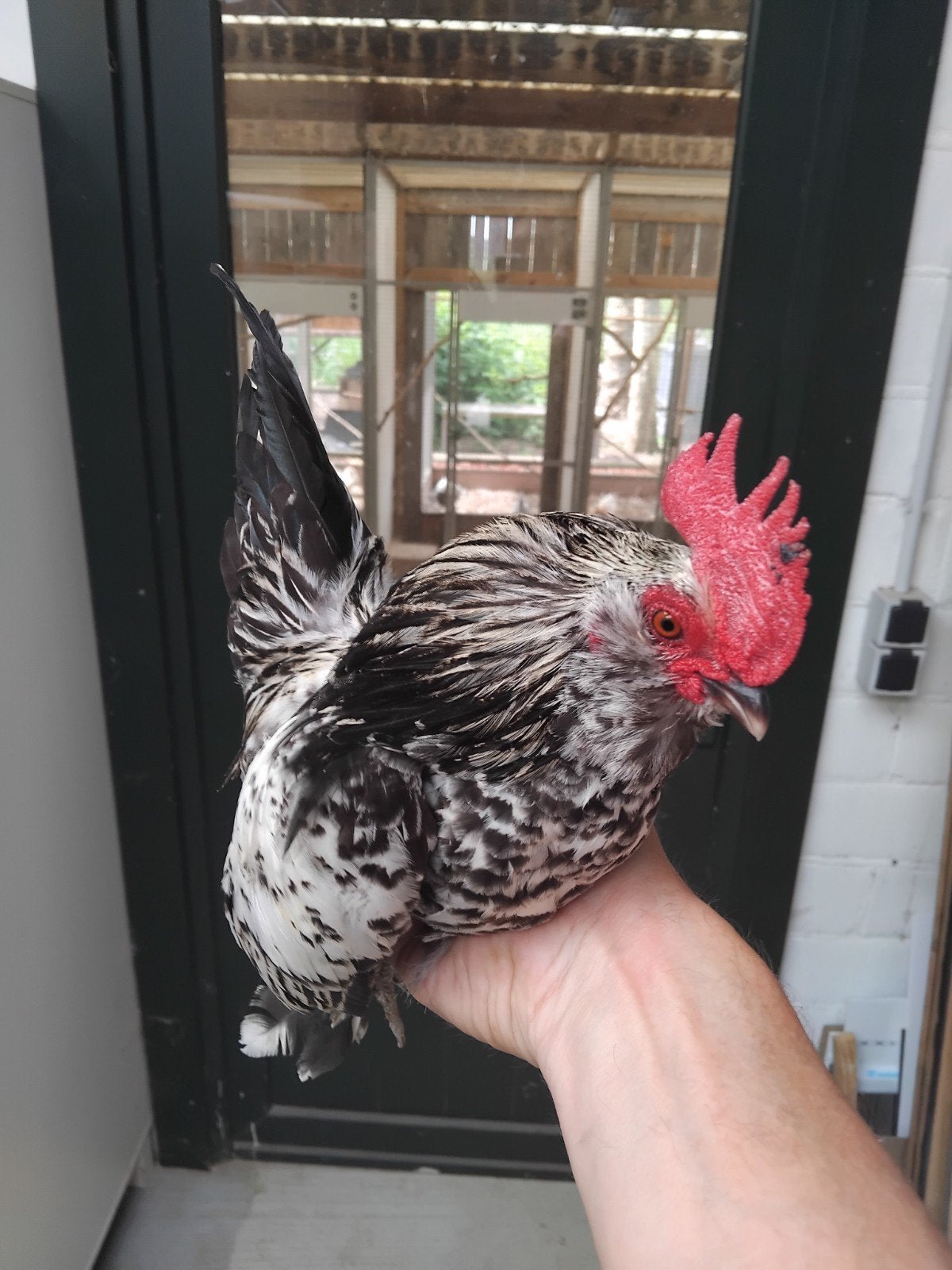 Ukkelse baardkriel haan, Dieren en Toebehoren, Pluimvee