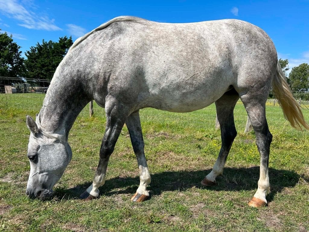 Arabische merrie te koop, Merrie, Met stamboom, Zadelmak, 7 tot 10 jaar