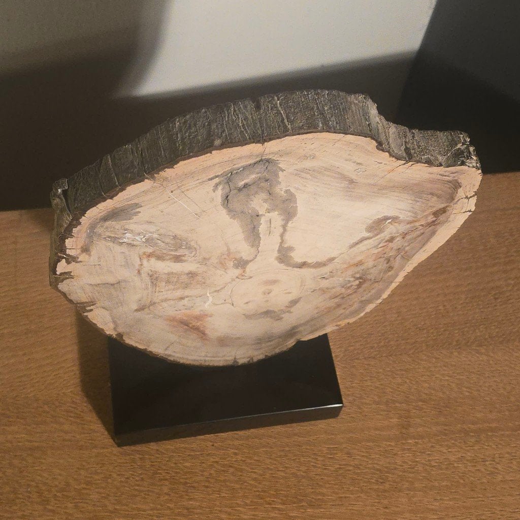 Bois pétrifié xxl sur socle, Collections, Enlèvement ou Envoi