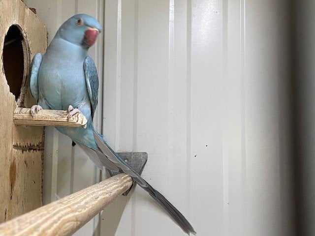 magnifique couple de colliers reproducteurs KWST, Animaux & Accessoires, Plusieurs animaux, Perruche, Bagué