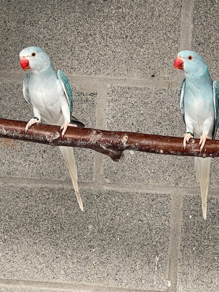 Halsbandparkiet