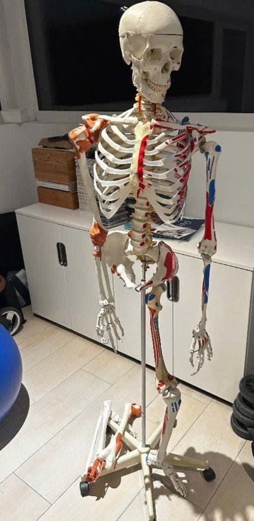 Anatomisch skelet, Diversen, Ophalen, Gebruikt