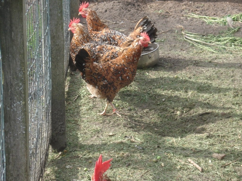 leghorn hen (porselein), Dieren en Toebehoren, Vrouwelijk, Kip