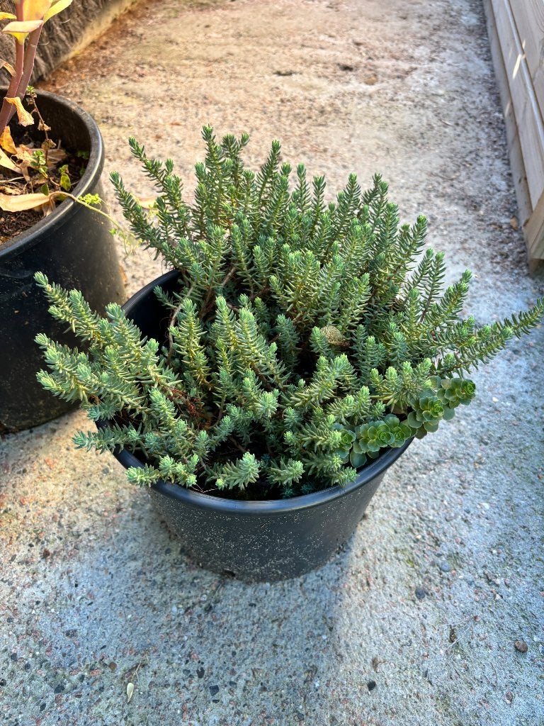 Vetplanten, Tuin en Terras, Ophalen, Vaste plant