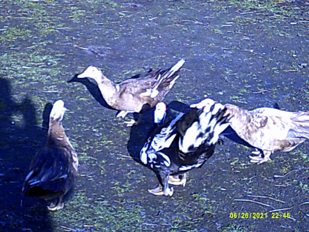 barberie eenden, Dieren en Toebehoren, Meerdere dieren, Eend