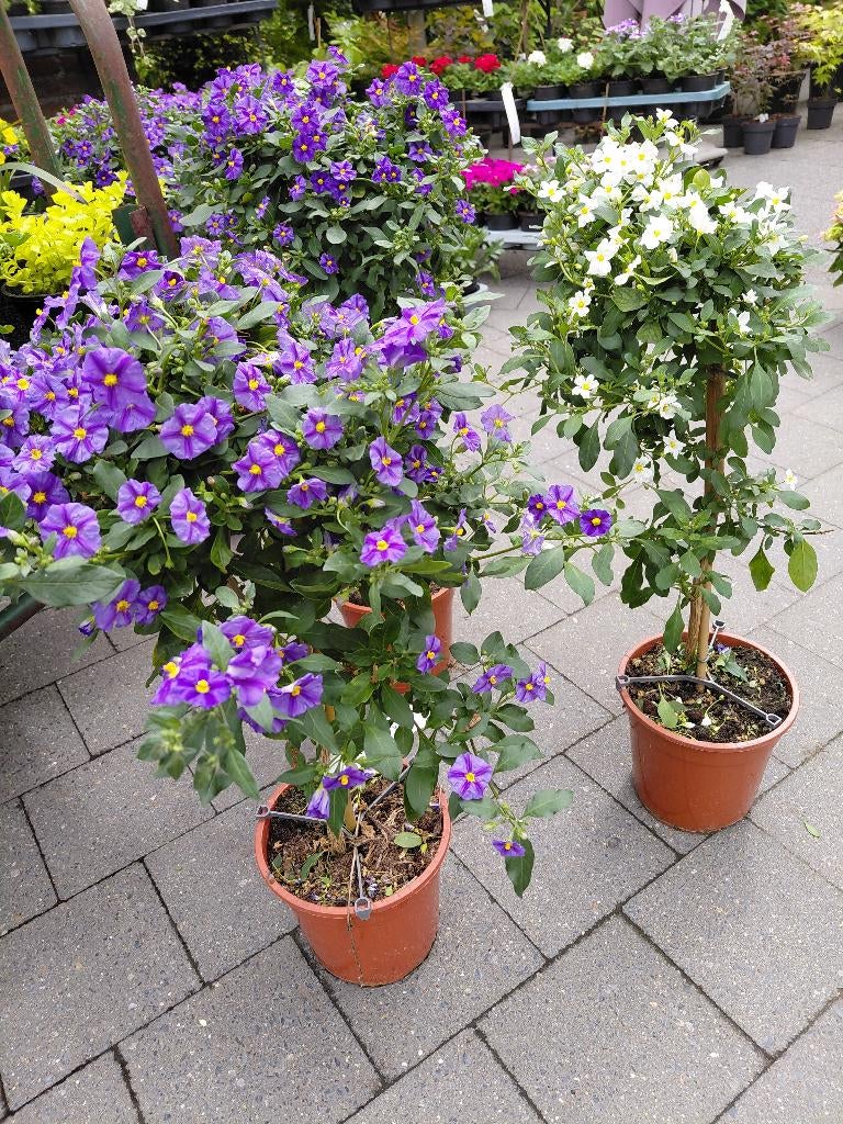 planten voor MOEDERDAG, Ophalen