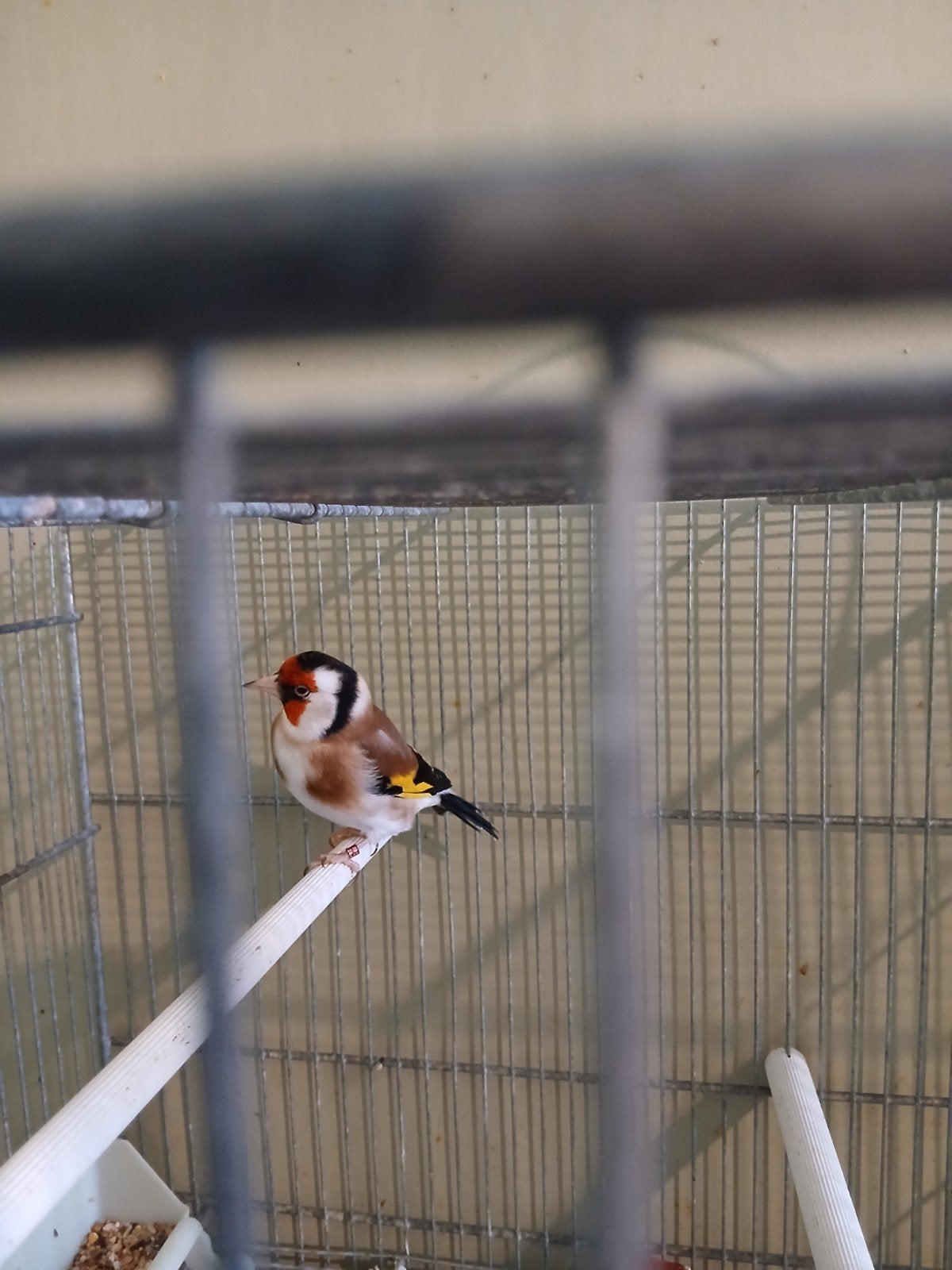 Putter-Carduelis, Dieren en Toebehoren, Mannelijk, Wildzangvogel, Geringd