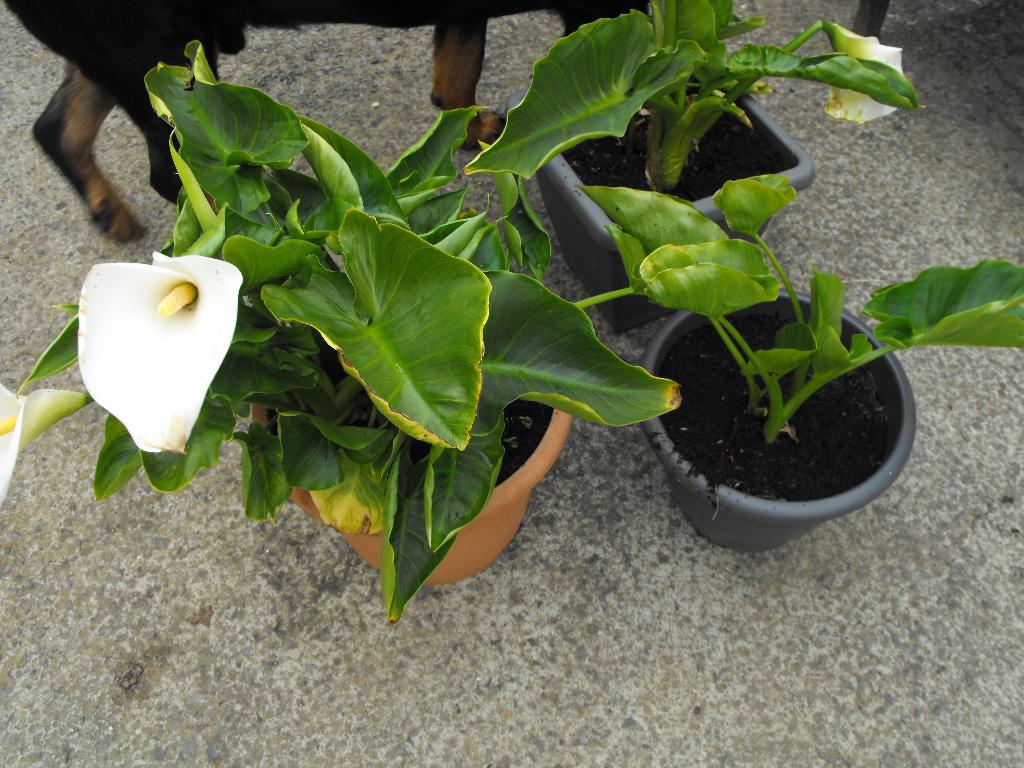 aronskelk in pot, Tuin en Terras, Planten | Tuinplanten, Ophalen, Vaste plant, Overige soorten
