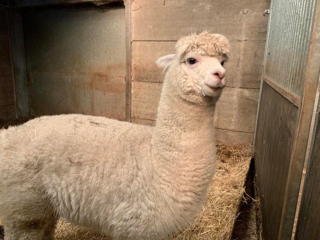 Alpacahengst, Mei, Mannelijk