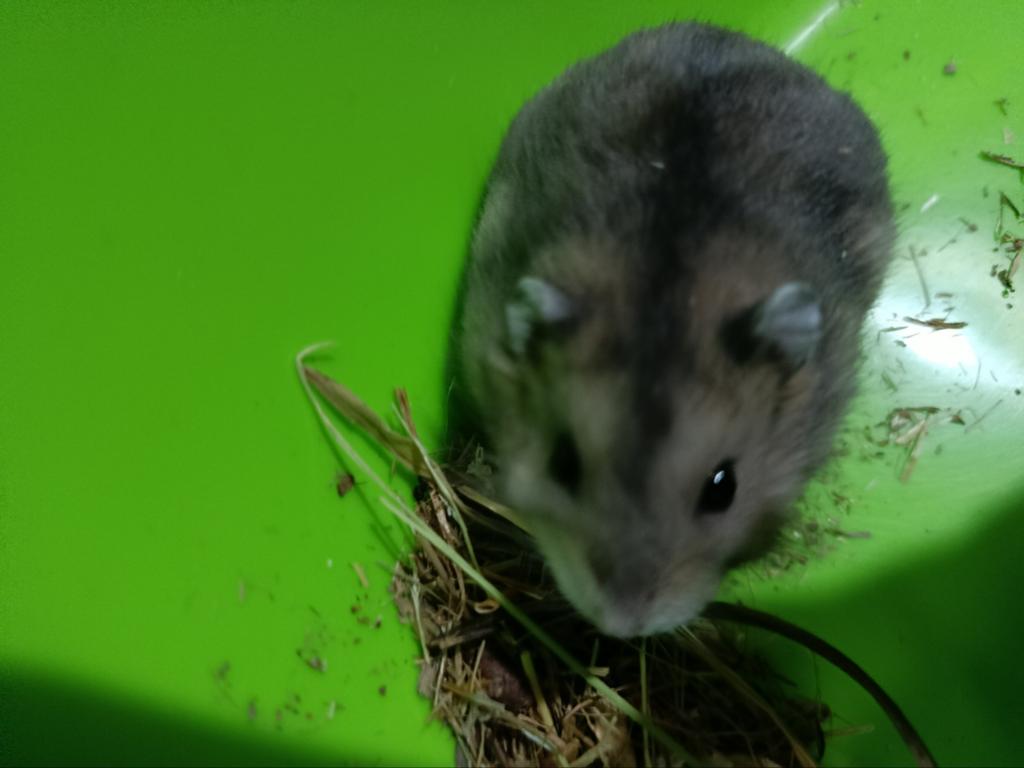 Te koop Russische dwerg hamsters, Dieren en Toebehoren, Knaagdieren, Hamster, Maart, Meerdere dieren, Tam