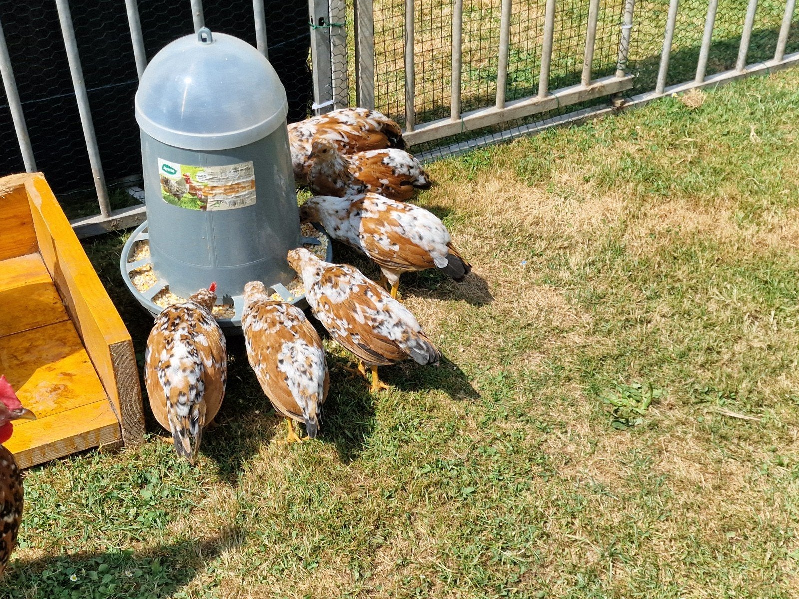 Leghorn porselein 4 hennen en 2 haantjes zijn 7 weken oud, Dieren en Toebehoren