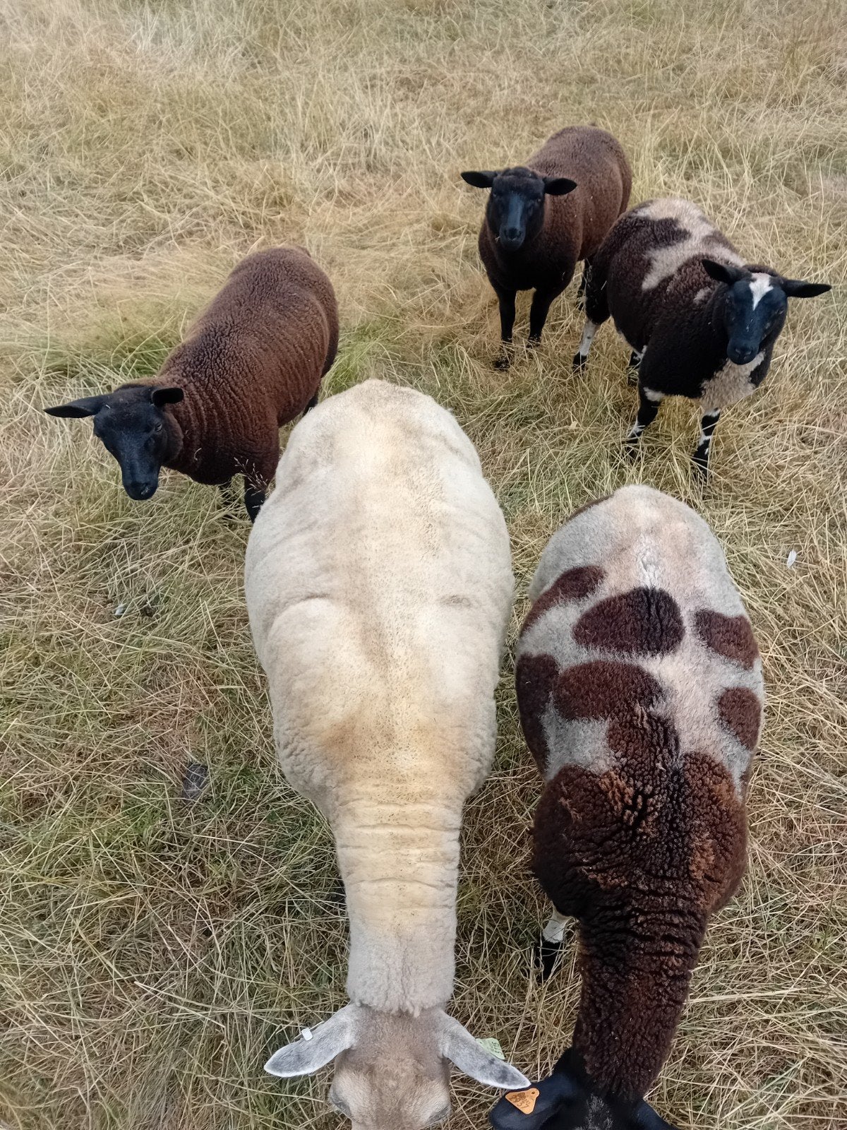 12 brebis, Animaux & Accessoires, Femelle, Mouton, 0 à 2 ans