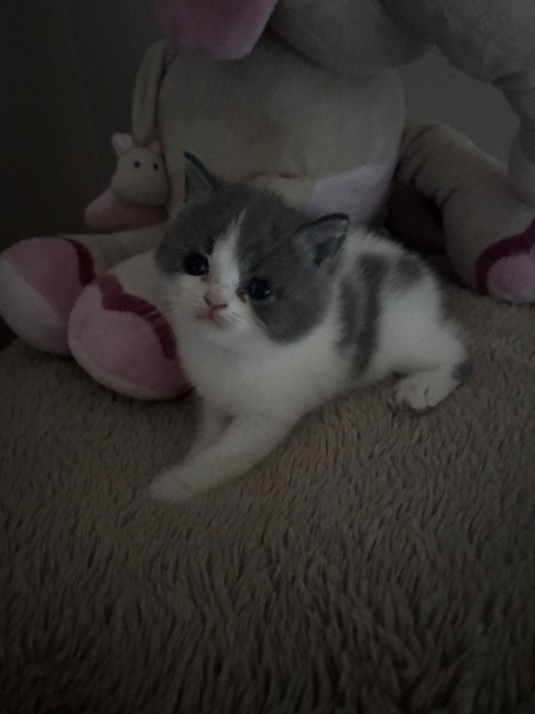 Brits korthaar kitten, Dieren en Toebehoren, Katten en Kittens | Raskatten | Korthaar, Kater, 0 tot 2 jaar, Gechipt, Ontwormd