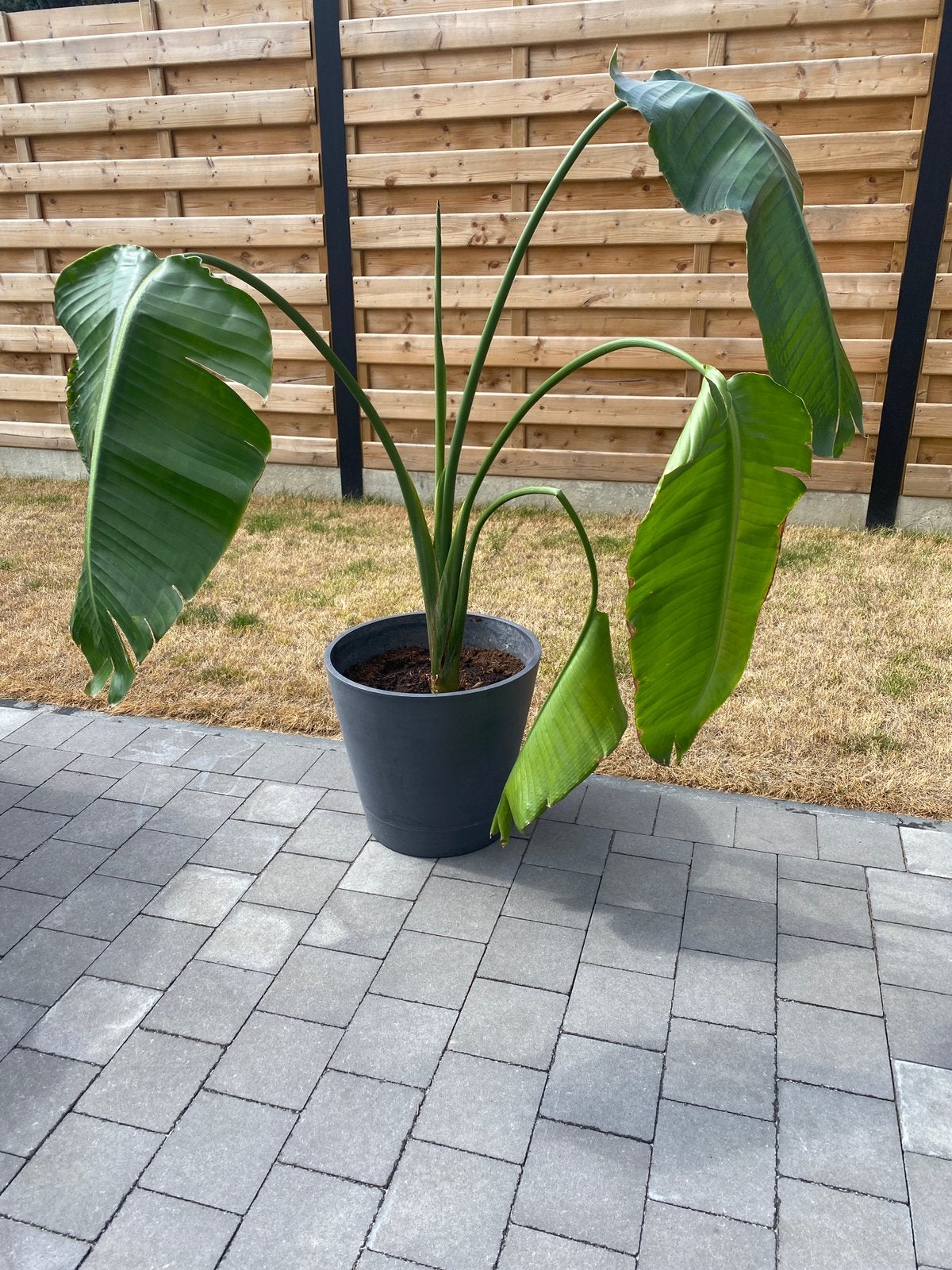 Grote plant, Ophalen