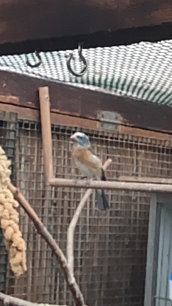 Pinson Lazuli, Oiseau chanteur sauvage, Bagué