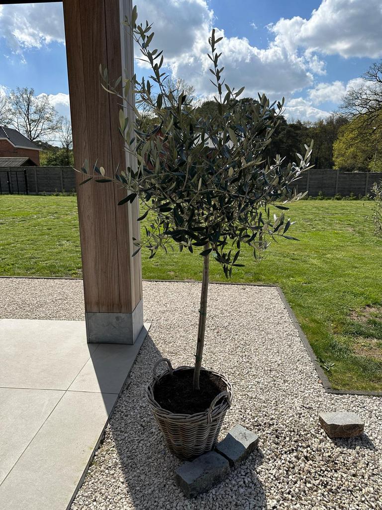 Mooie olijfboom in mooie rieten pot, Tuin en Terras, Ophalen, In pot, Olijfboom, 100 tot 250 cm