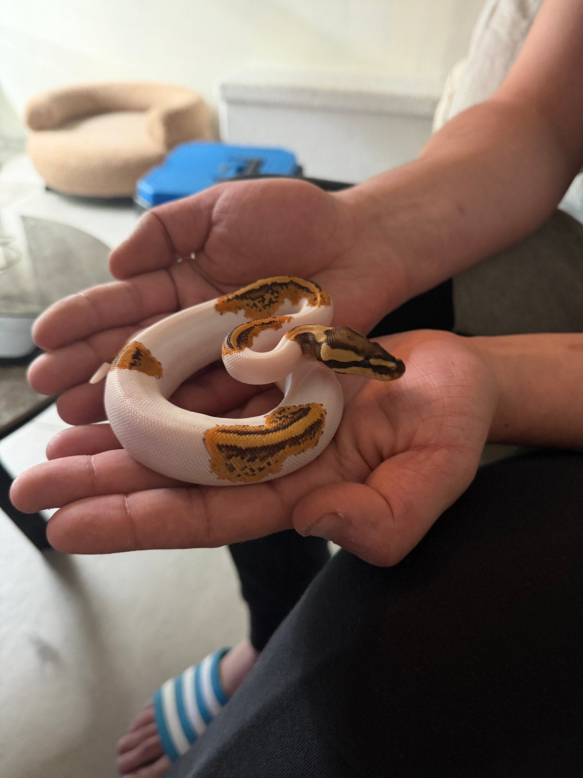 Konings python ( Pied yellow belly )  te koop 6 maand