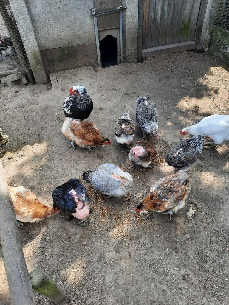 Broedeieren araucana, Dieren en Toebehoren, Pluimvee