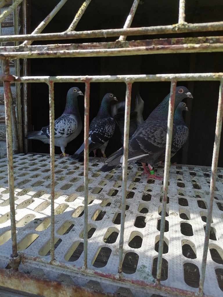 4 koppels blauw/geschelpte postduiven, Dieren en Toebehoren