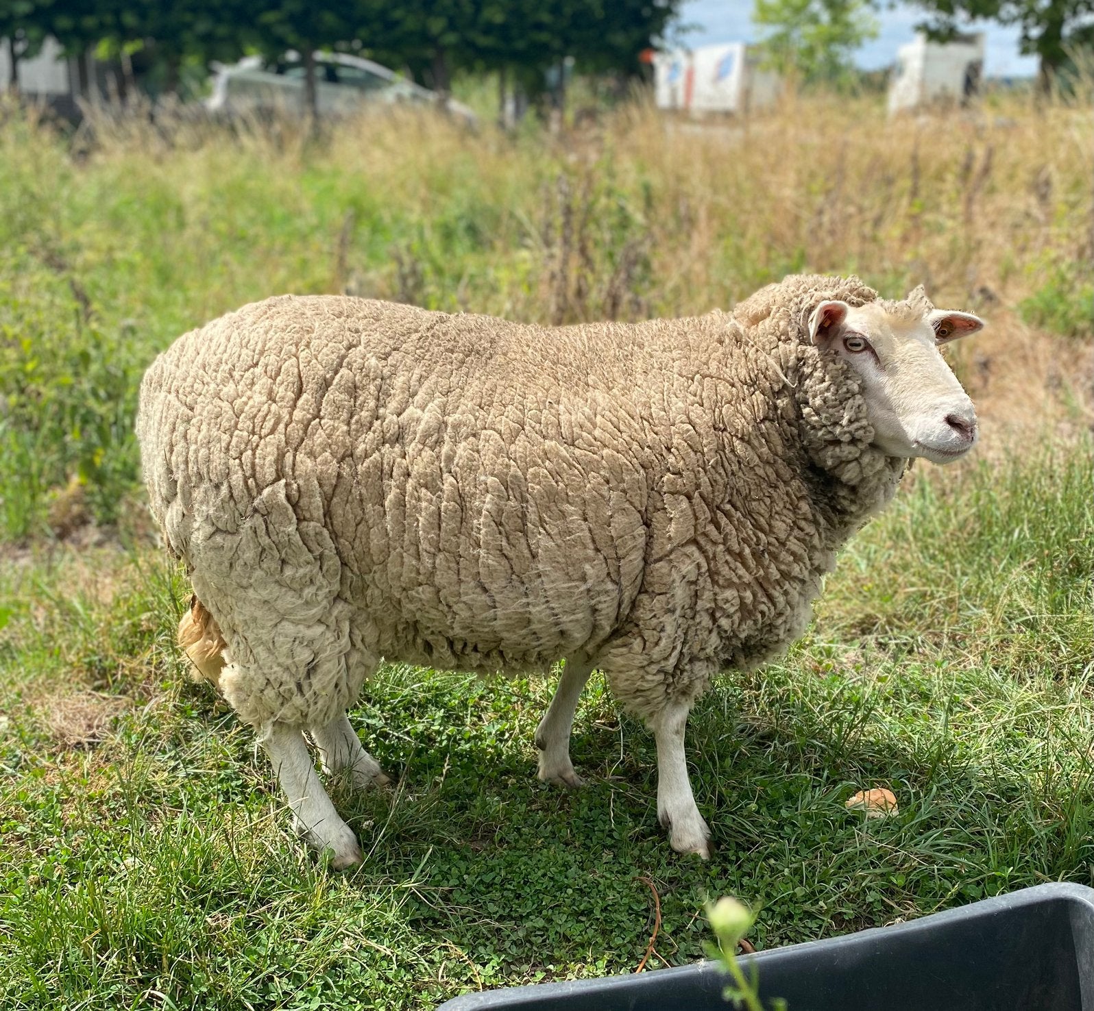 Brebis en vente, Mouton