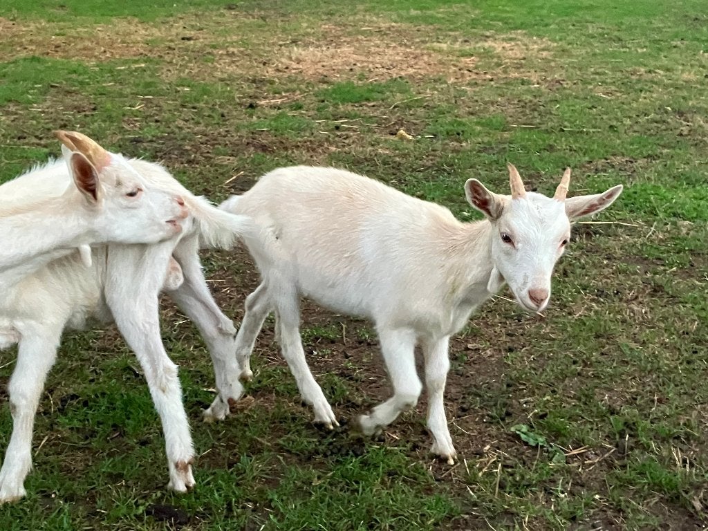 Geit / lammetjes mieke + bokje, Meerdere dieren, Geit