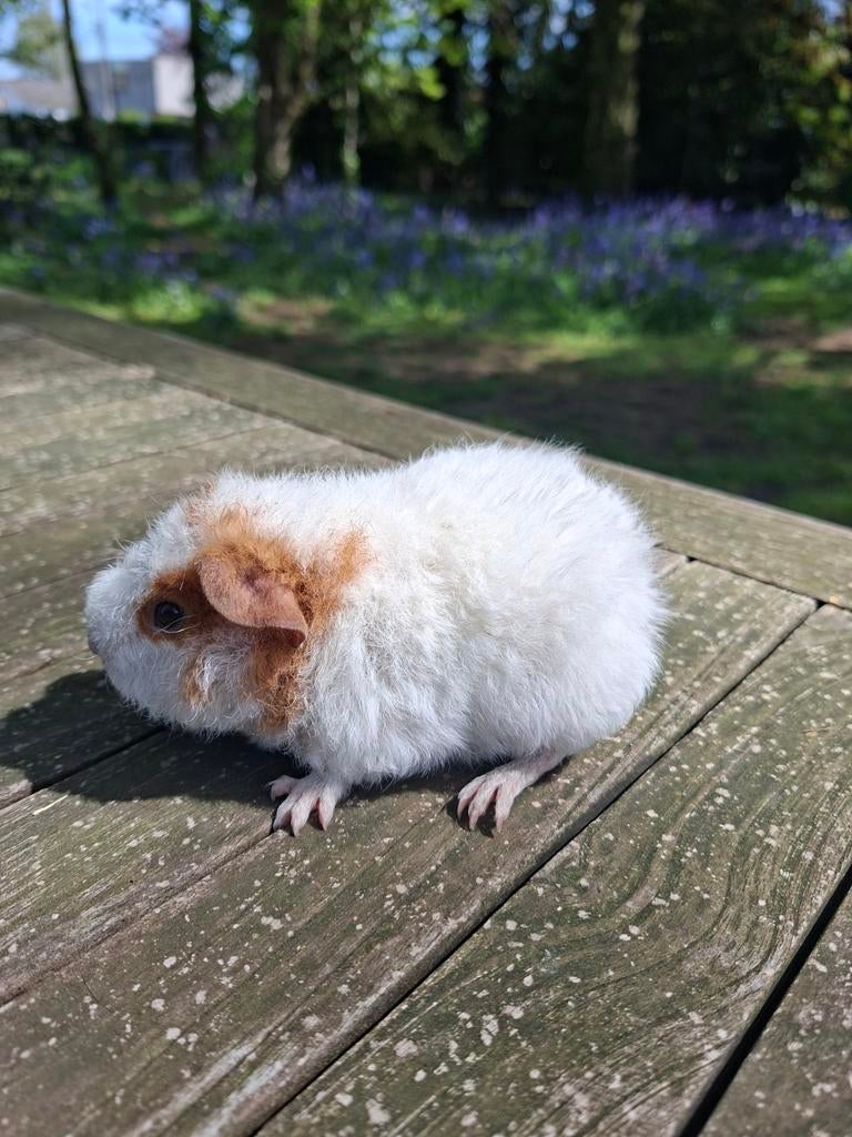 Buff bont US teddy beertje, Dieren en Toebehoren