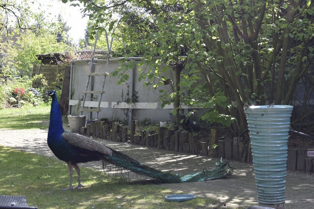 Blauwe pauw man en 2 hennen, Meerdere dieren, Overige soorten