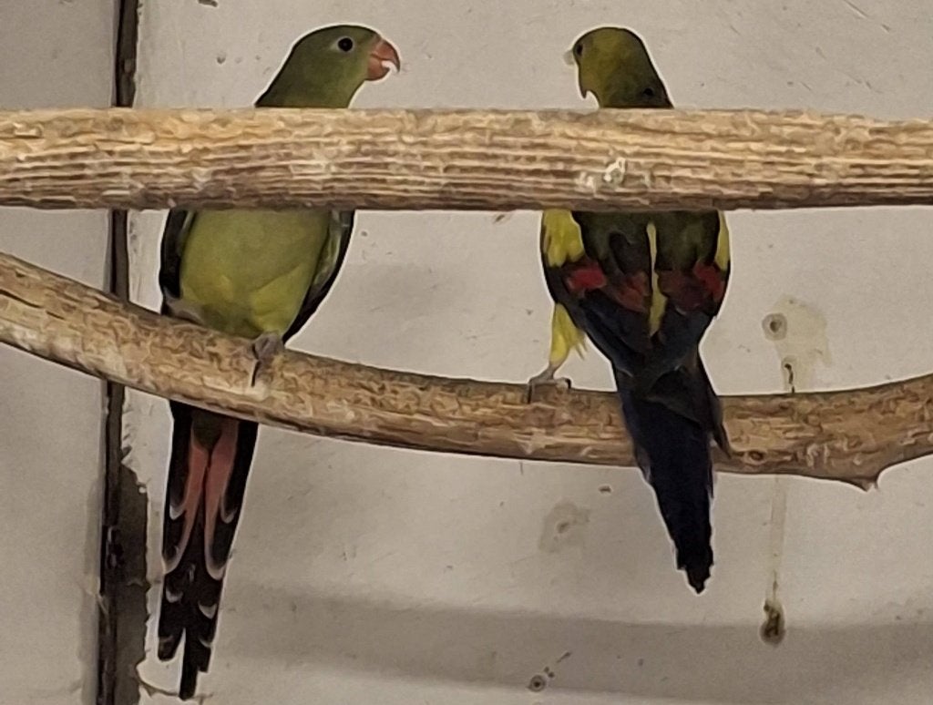 Bergparkieten, Dieren en Toebehoren, Parkiet