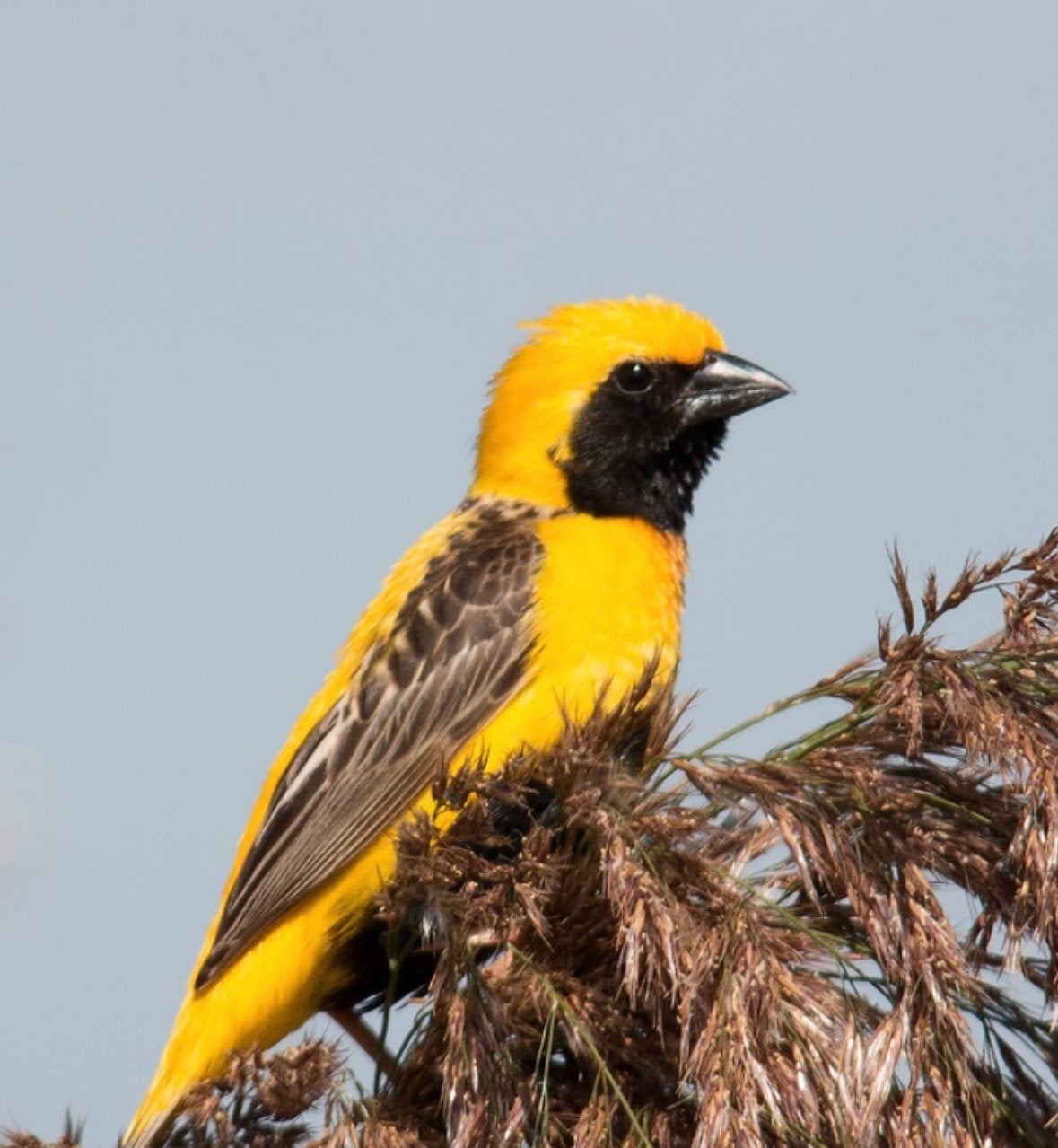 Napoleonwever man, Mannelijk, Tropenvogel