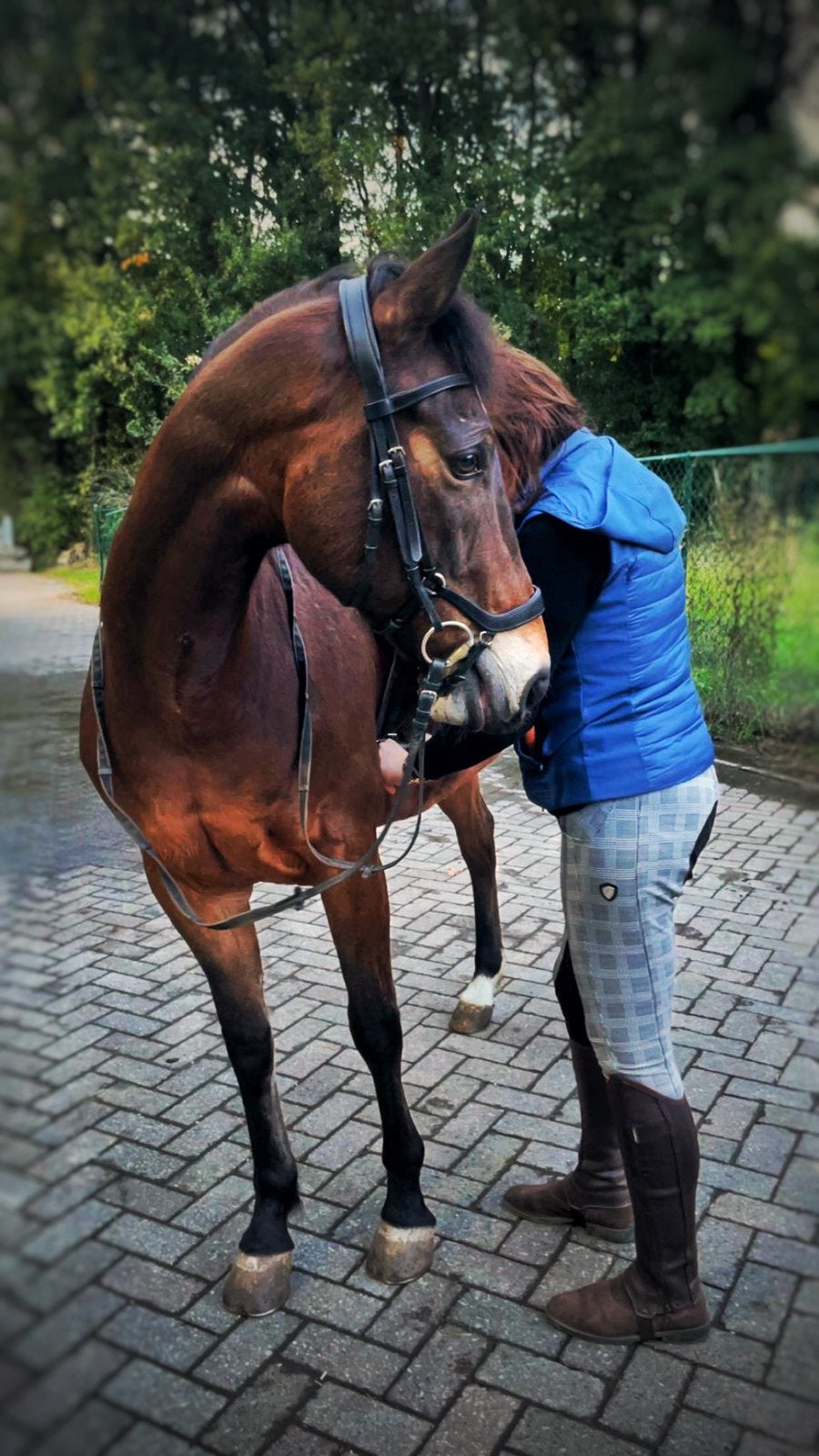 Lieve & Bomproof Quarter Horse Ruin (18j) met AQHA-stamboom, B, 11 ans ou plus, Moins de 160 cm, Cheval de récréation