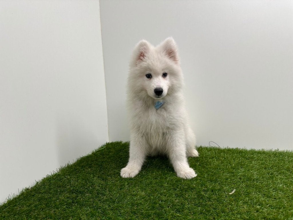 Samojeed pups, België, Keeshond, Reu, 8 tot 15 weken