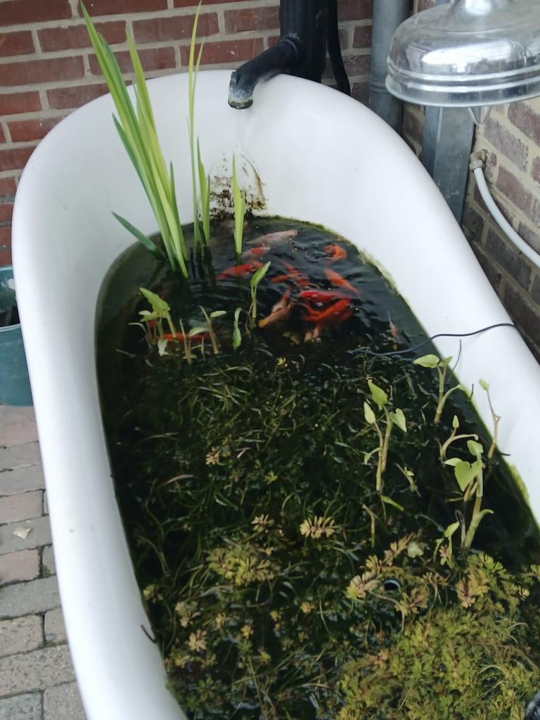 Vijver bad, Tuin en Terras, Ophalen of Verzenden