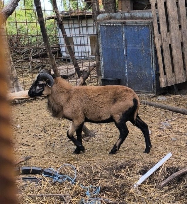 Mouton camourounais moins d'un an, Animaux & Accessoires, Mouton