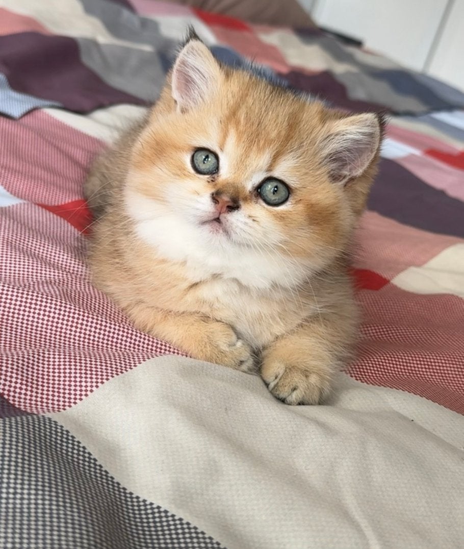 Britse korthaar golden shaded kittens, Meerdere dieren, Gechipt, 0 tot 2 jaar