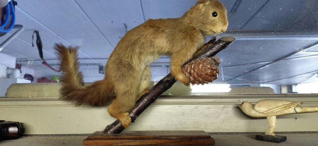 Taxidermie: opgezette eekhoorn, Enlèvement