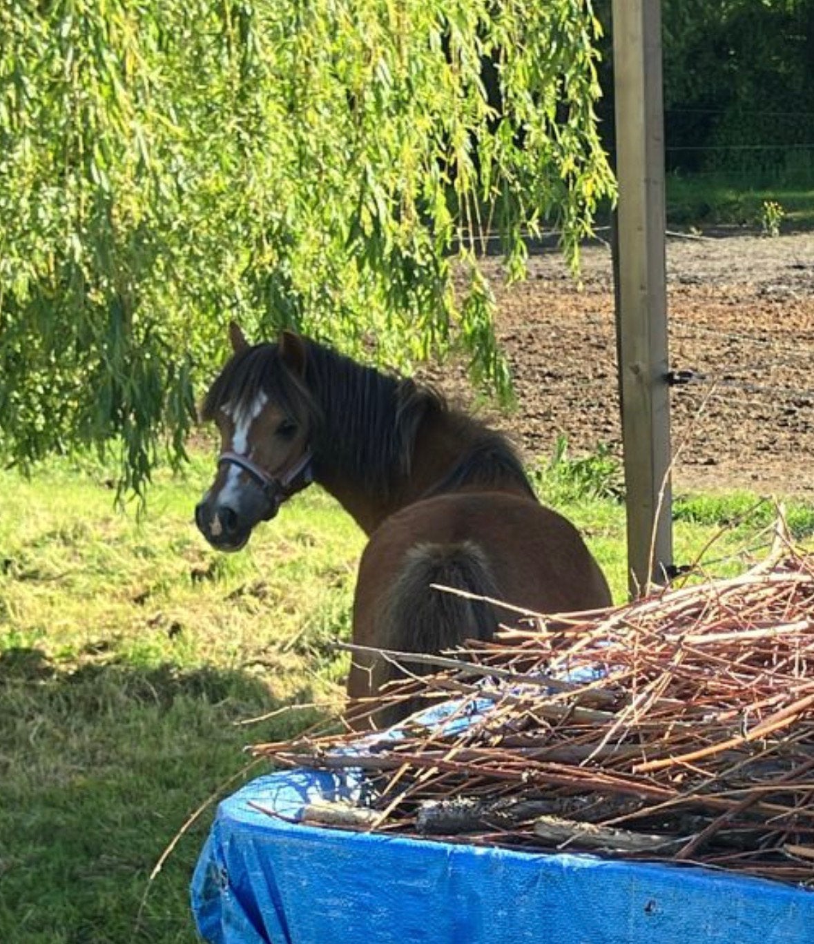 Welsh a merrie tekoop, Dieren en Toebehoren, Stalling en Weidegang, 1 paard of pony