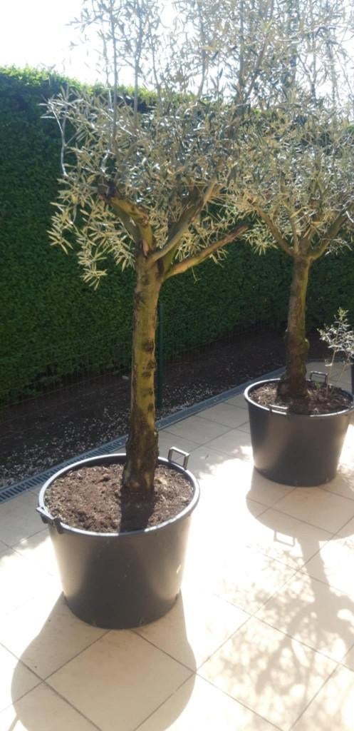 MOOIE OLIJFBOMEN, Tuin en Terras, Ophalen