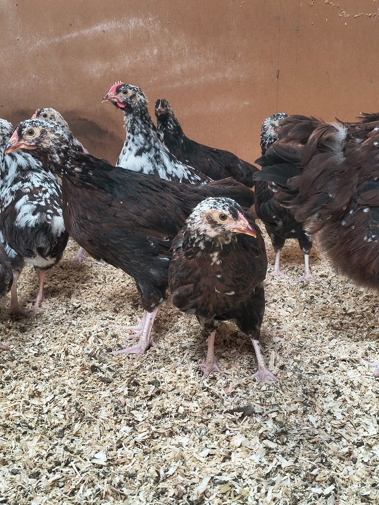 Sussex rood porselein, Dieren en Toebehoren, Pluimvee, Meerdere dieren, Kip