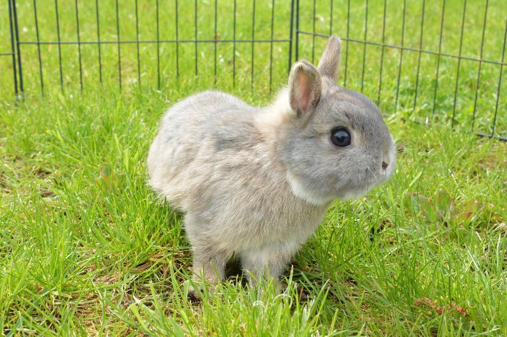 Kleurdwerg Rammetje 2025, Dieren en Toebehoren, Mannelijk, Dwerg, 0 tot 2 jaar