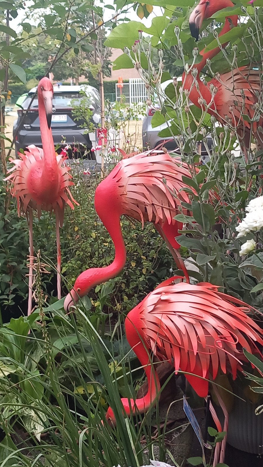 ik zoek deze flamingo 's te koop, Ophalen