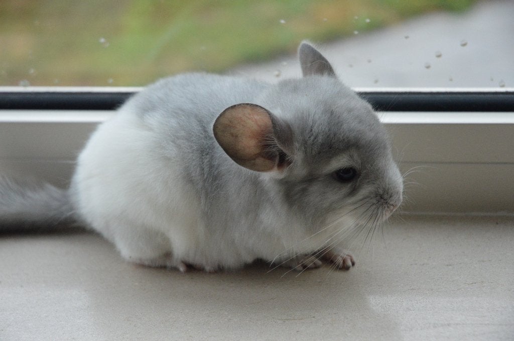 chinchilla 2 jonge bokjes, Dieren en Toebehoren, Knaagdieren, Chinchilla, Juni, Mannelijk, Tam