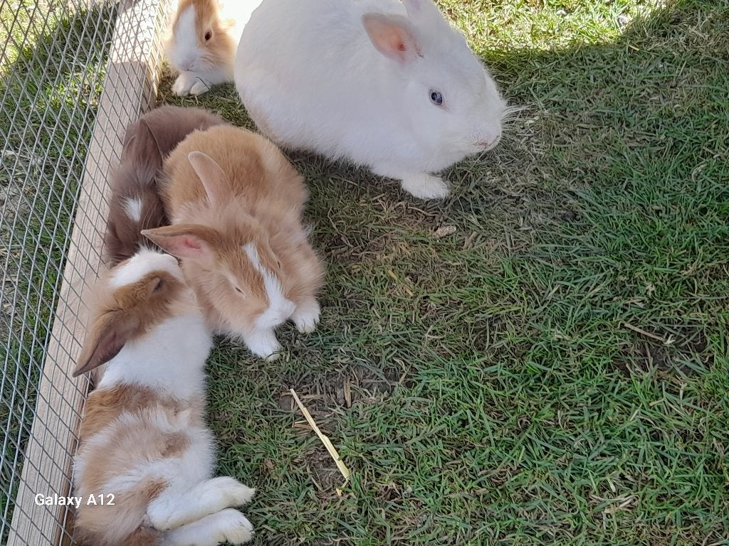 Dwergkonijnen (Leeuwenkopjes), Meerdere dieren, Middelgroot, 0 tot 2 jaar